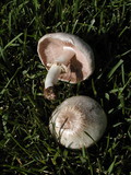 Agaricus californicus image