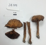 Cortinarius distans image