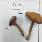 Cortinarius distans image