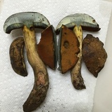 Boletus vermiculosoides image