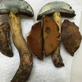 Boletus vermiculosoides image