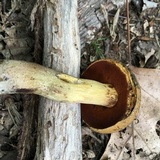 Boletus vermiculosoides image