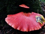 Fistulina hepatica image