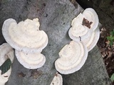 Trametes gibbosa image