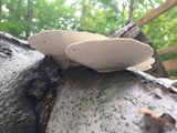 Trametes gibbosa image
