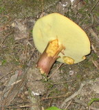 Imleria badia image