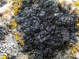 Caloplaca albovariegata image