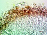 Caloplaca albovariegata image