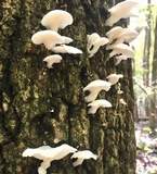 Pleurotus pulmonarius image
