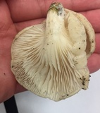 Pleurotus pulmonarius image