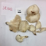 Pleurotus pulmonarius image