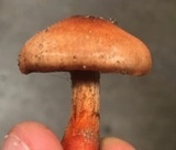 Cortinarius rubripes image