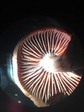 Cortinarius rubripes image