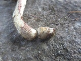 Leccinum longicurvipes image