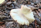 Entoloma grande image