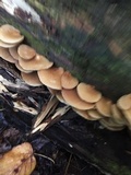 Crepidotus crocophyllus image