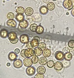 Crepidotus crocophyllus image