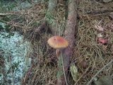 Leccinum longicurvipes image