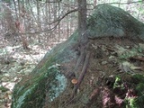 Leccinum longicurvipes image