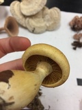 Cortinarius flavifolius image