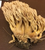Ramaria stricta image