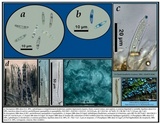 Chlorociboria aeruginascens image