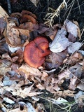 Ganoderma curtisii image