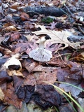 Hygrocybe lacmus image