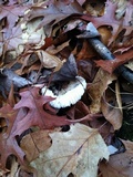 Hygrophorus sordidus image