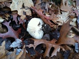 Hygrophorus sordidus image