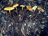 Phaeocollybia attenuata image