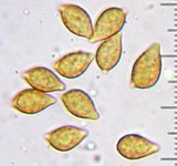 Phaeocollybia attenuata image