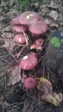 Tricholomopsis rutilans image