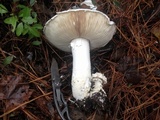 Amanita polypyramis image