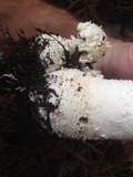 Amanita polypyramis image