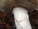 Amanita polypyramis image
