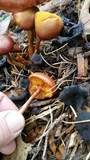 Gymnopilus thiersii image