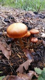 Gymnopilus thiersii image