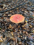 Amanita muscaria var. flavivolvata image