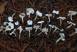 Stereopsis humphreyi image