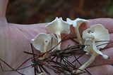 Stereopsis humphreyi image