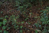 Stereopsis humphreyi image