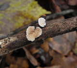Crepidotus cesatii image