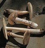 Amanita lividopallescens image