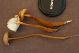 Xerula pudens image
