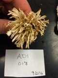Sebacina schweinitzii image