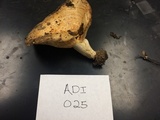 Lactarius psammicola f. glaber image