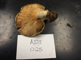 Lactarius psammicola image