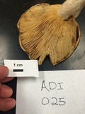 Lactarius psammicola f. glaber image