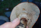 Leccinum manzanitae image